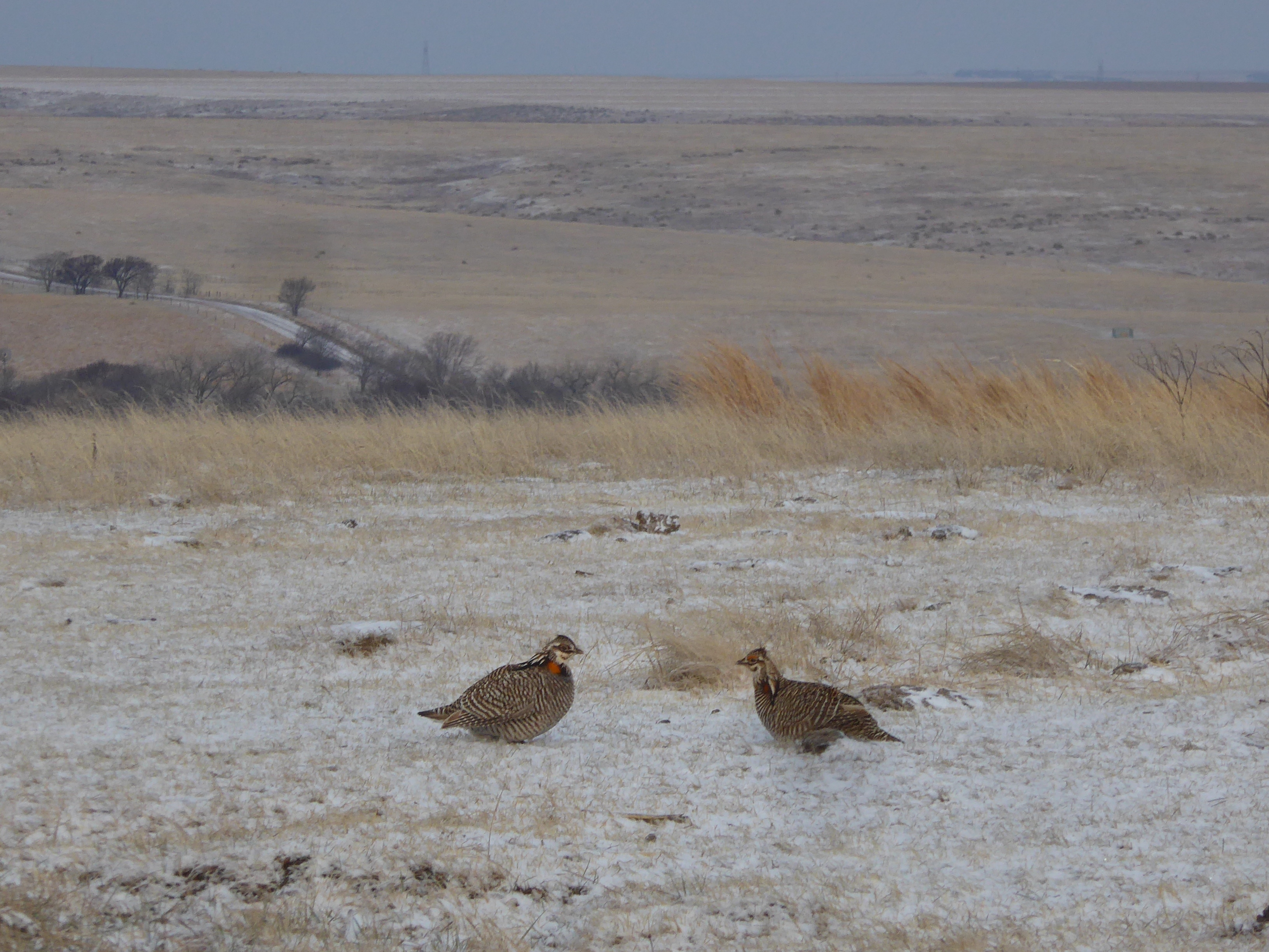 Nebraska Greater Prairie Chickens