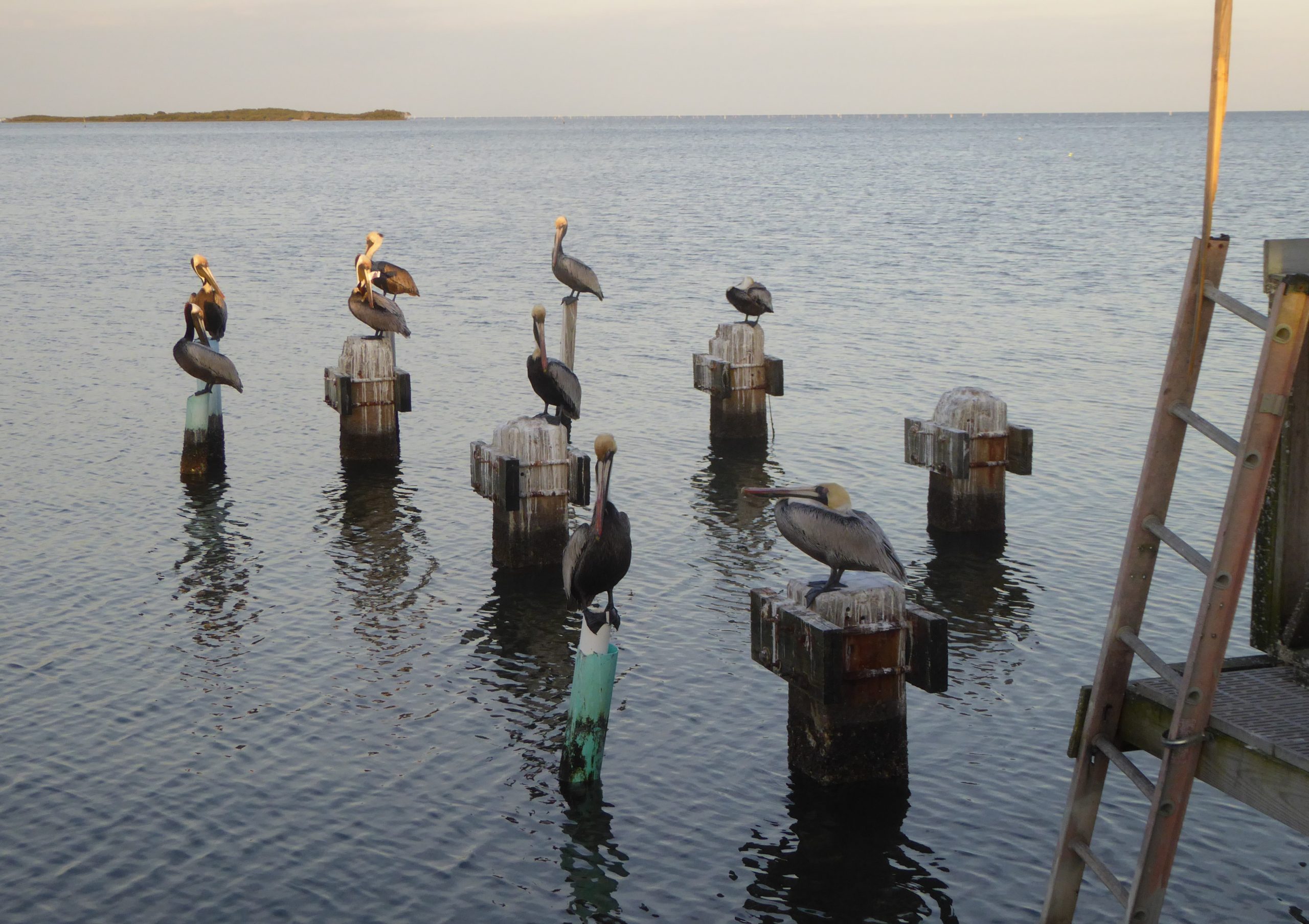 Cedar Key Pelicans